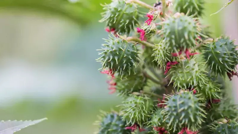 此案中嫌犯使用的蓖麻毒蛋白(Ricin)是從蓖麻籽中所萃取出來的一種毒性蛋白質,無味,可溶於稀酸或鹽類,其致死量僅為0.4毫克。(圖片來源:BBC)